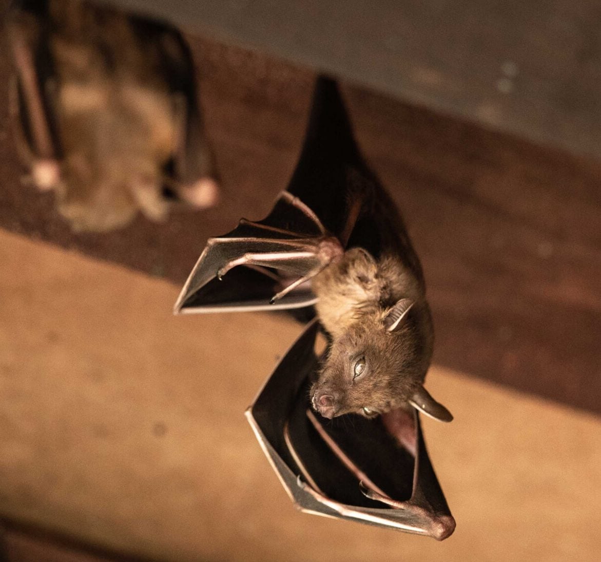 Wildlife-Bats in New York City